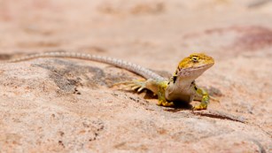 a lizard with a yellow head sits on bare slickrock