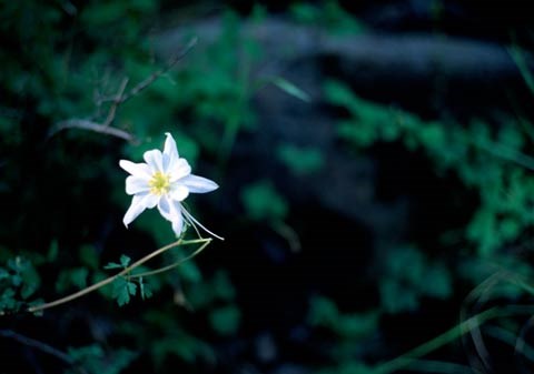 White alcove columbine bloom with blurred leaves in background