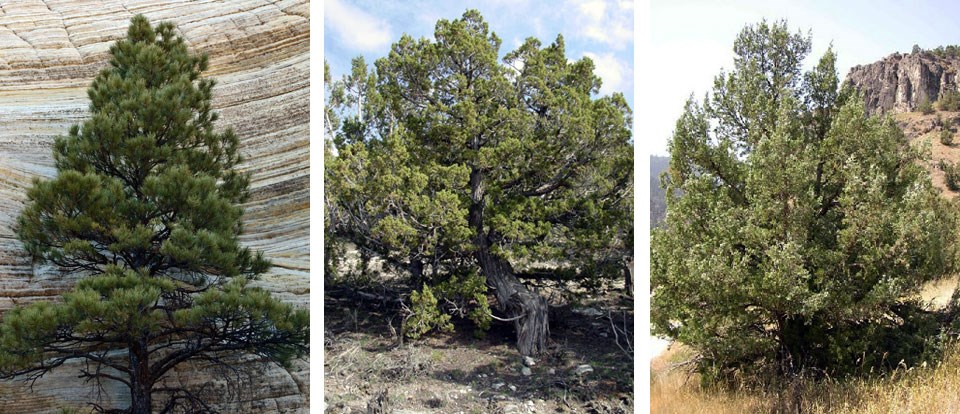Three separate photos of a pinyon pine tree, a Utah juniper tree, and a Rocky Mountain Juniper tree, respectfully
