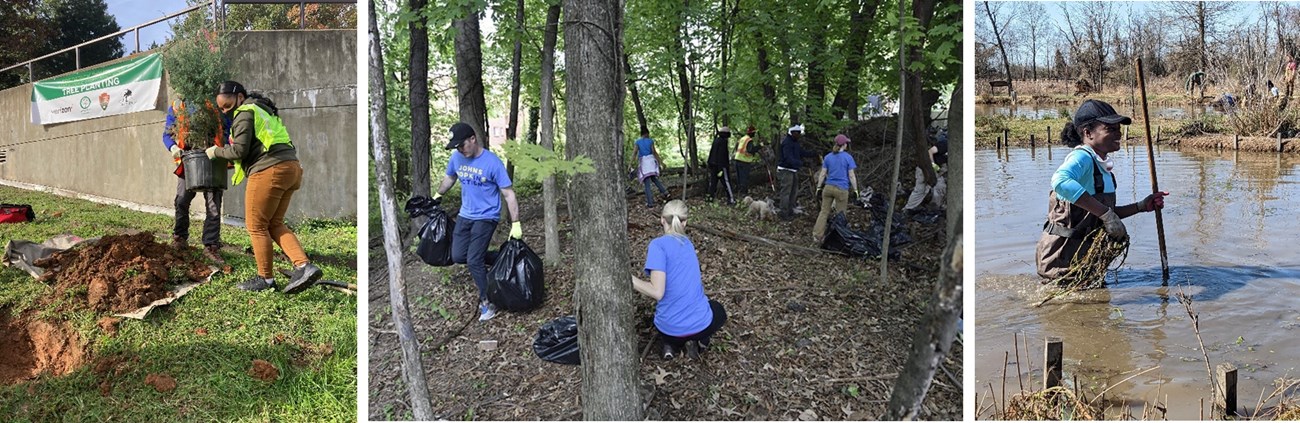 Volunteers planting trees, picking up litter, and removing invasive species.