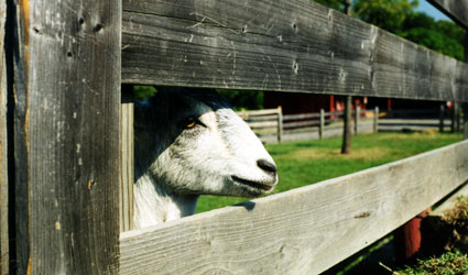 Goat watching visitors at Oxon Cove Park.