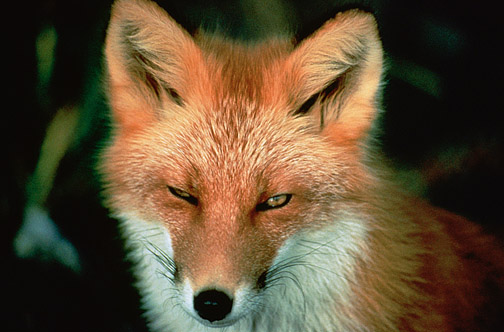 Red Fox (USFWS Photo)