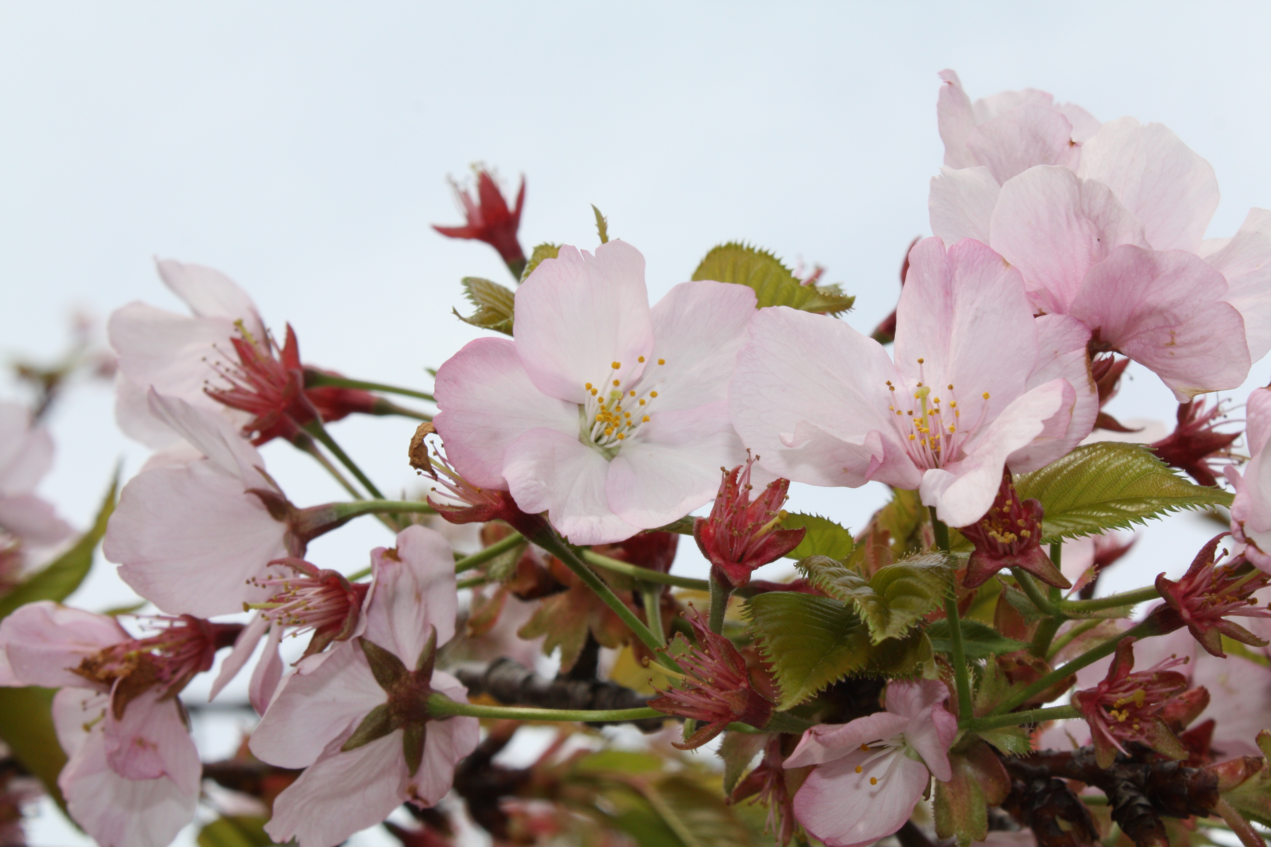 Cherry Blossom