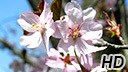 Cherry Blossom Earthcam icon