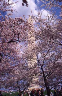 Washington Monument Cherry Trees
