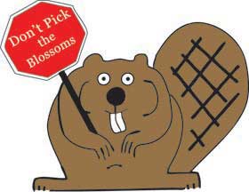 Cherry Blossom Beaver