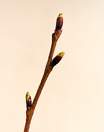 Green Color in Buds