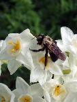 Narcissus papyraceus--paper whites with bee