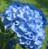 2010 May Hydrangea at Melrose
