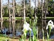 pond with cypress trees in background and blooming white iris in foreground