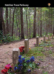 confederate gravesites trading card-6 gravesites along a gravel trail with bright flowers