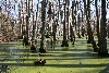 Cypress Swamp, milepost 122