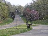 Redbud in bloom along the Parkway