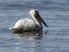 a pelican on the ross barnett reservoir