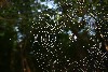 a spider web