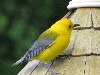 A bright yellow warbler on a structure