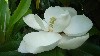 A magnolia bloom
