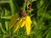 A gray-headed cone flower in bloom