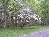 Dogwood in bloom