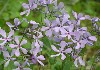 Blue Phlox in bloom