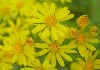 Butterweed in bloom