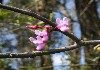 Eastern redbud bloom