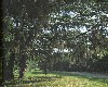Spanish moss covered tress along the parkway