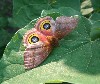 female io moth