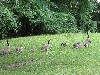 Canadian geese in the grass