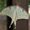 luna moth