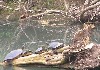 Turtles sunning themselves on a log