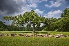 a large oak and split rail fence