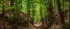 deep sunken trace
