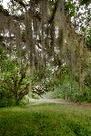 spanish moss along the Natchez Trace Parkway