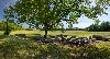 split rail fence along the Natchez Trace
