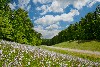 Purple lyre-leaved sage along the Natchez Trace