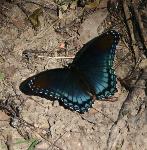 A red spotted purple butterfly