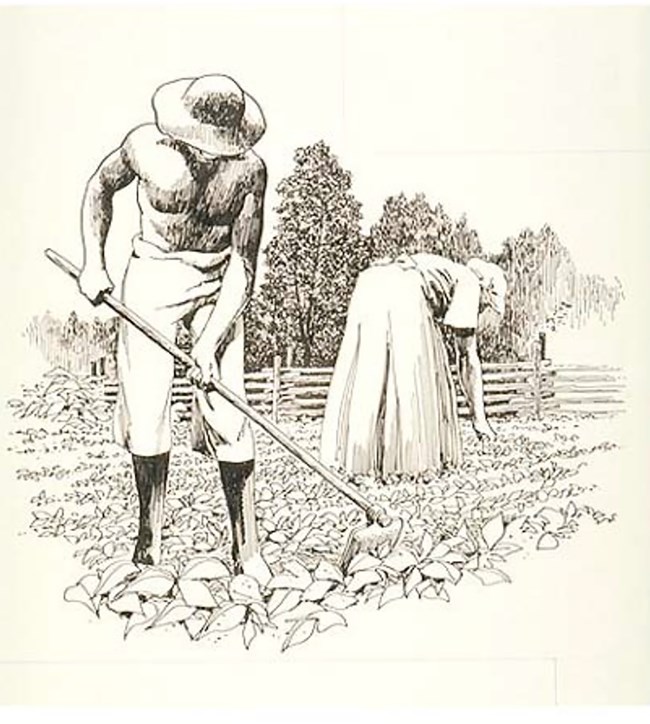 Darked skinned man and woman hoeing and tending to crops in the field.