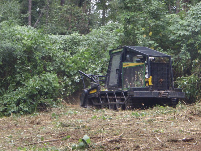 A GyroTrac reduces invasive plants to mulch.
