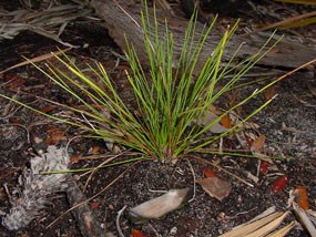 A young longleaf pine survives well after a prescribed burn.