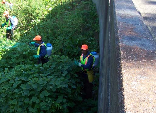 Kudzu eradication efforts near Oldfield Creek.