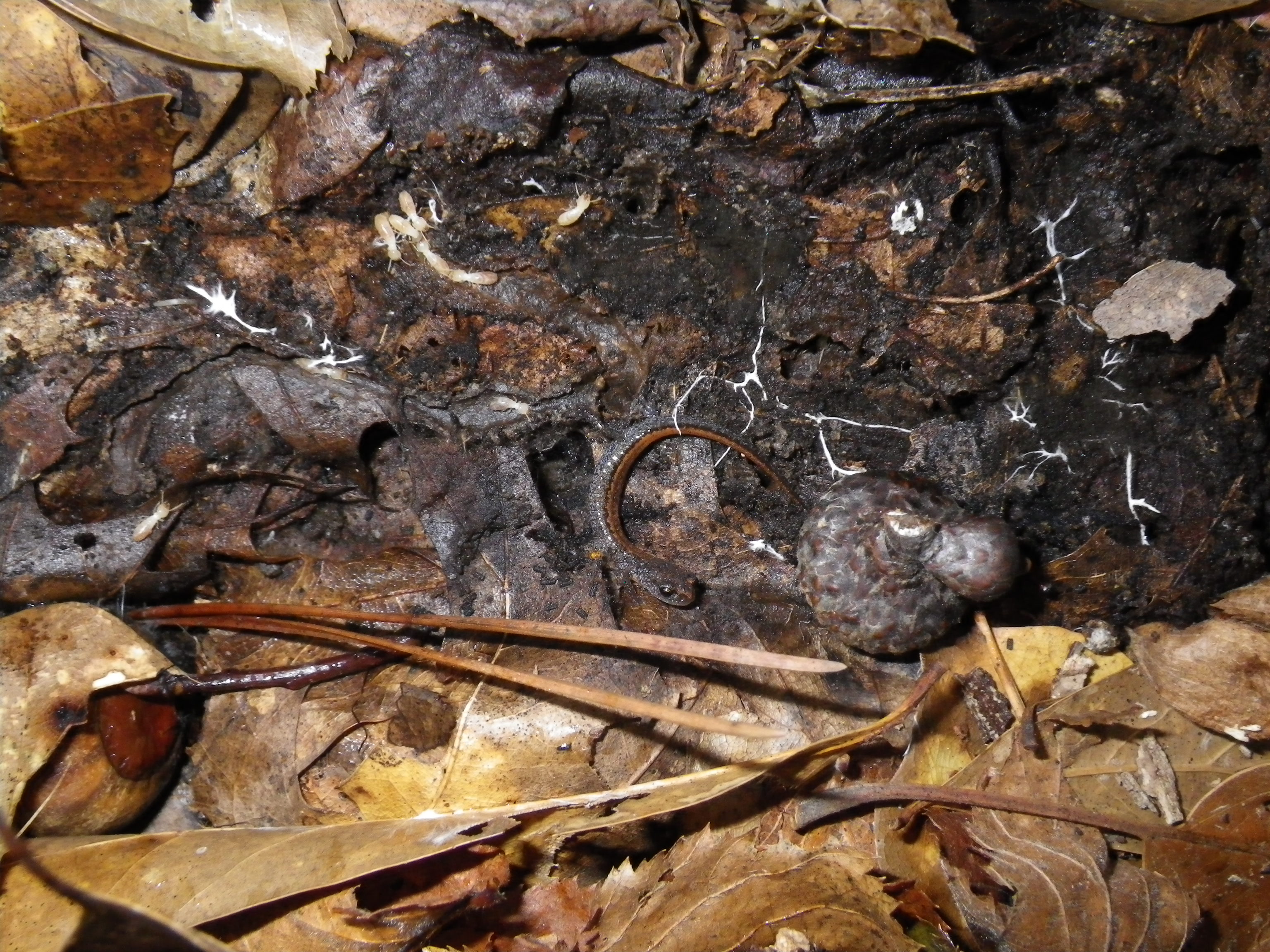 Juvenile Webster's Salamander (Plethodon websteri)