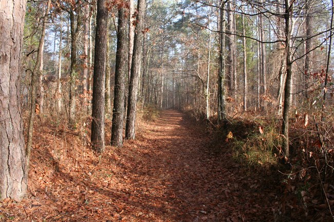 Trail heads away from viewer. The trail is covered with brown and red fallen leaves of the late Fall season. Trees borders the trail on both sides. A light fog hangs over the trail and forest in the distance.