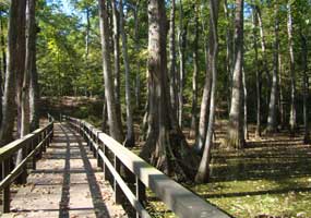 A boardwalk takes you over a tupelo/bald cypress swamp.