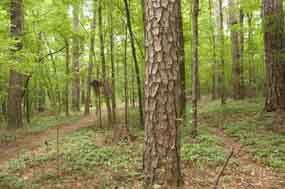 The scenic trail at the Upper Choctaw Boundary runs parallel to a self-guided interpretive walk.