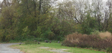 Wild turkey nest at the lower end of Anacostia Park.