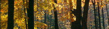 fall forest