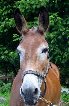 Click here to learn about mules on the C&O Canal