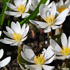Click here to learn about flowers on the canal