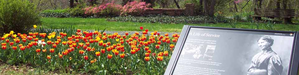 Clara Barton National Historic Site tulips in bloom.